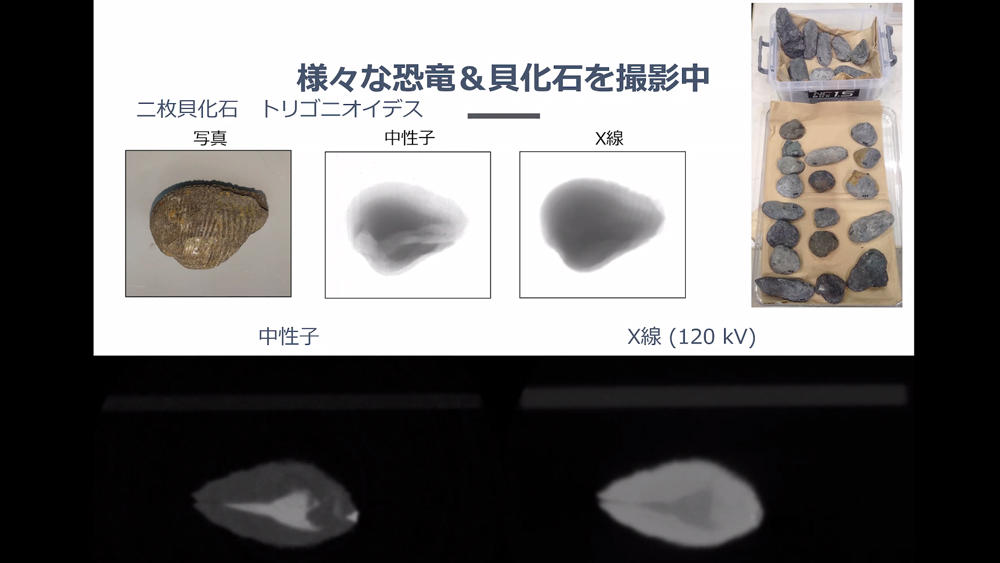 二枚貝の化石を可視光・中性子・X線で撮影した写真が載ったスライド。「様々な恐竜＆貝化石を撮影中」と書かれている。中性子の方がX線よりも中の構造が見える。