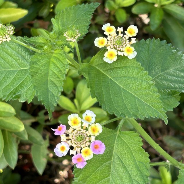 草花の写真